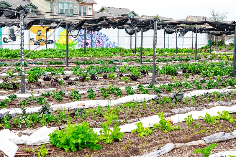 Community Garden