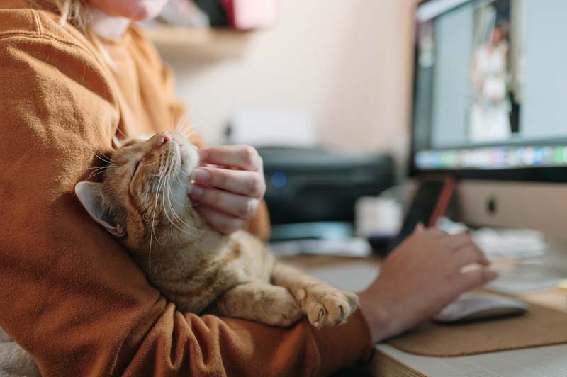 Woman stroking a cat while sitting on her desk