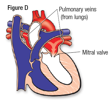 Medical Illustration Of Heart