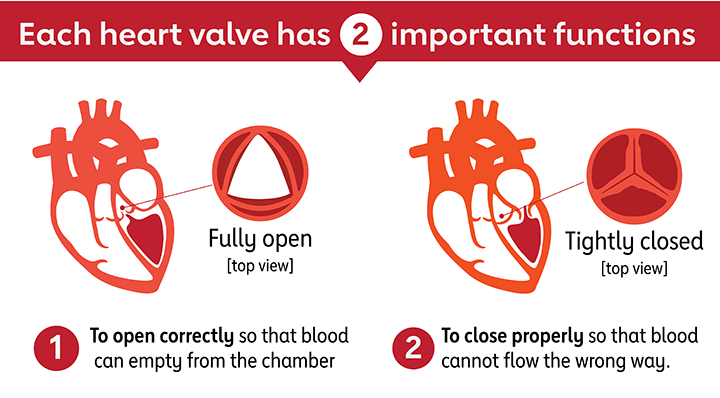 Heart Valve Functions