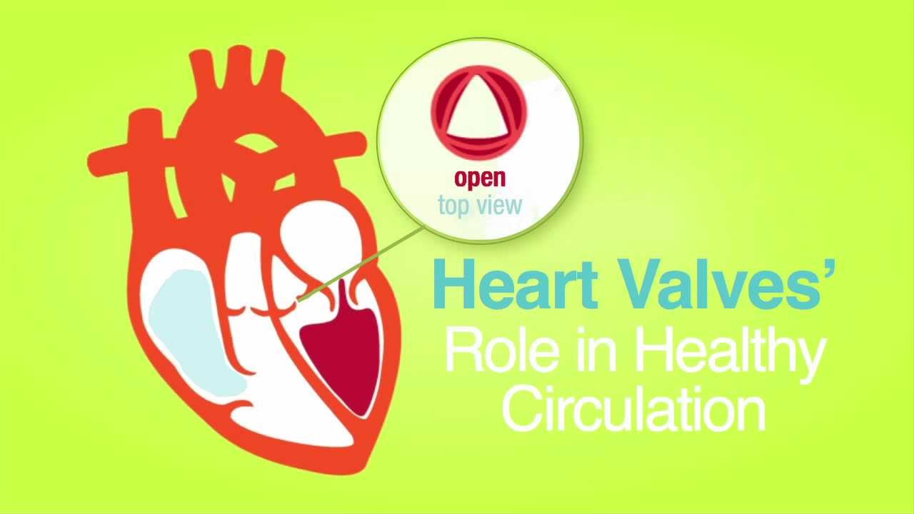 Heart Valves are for Life video screenshot