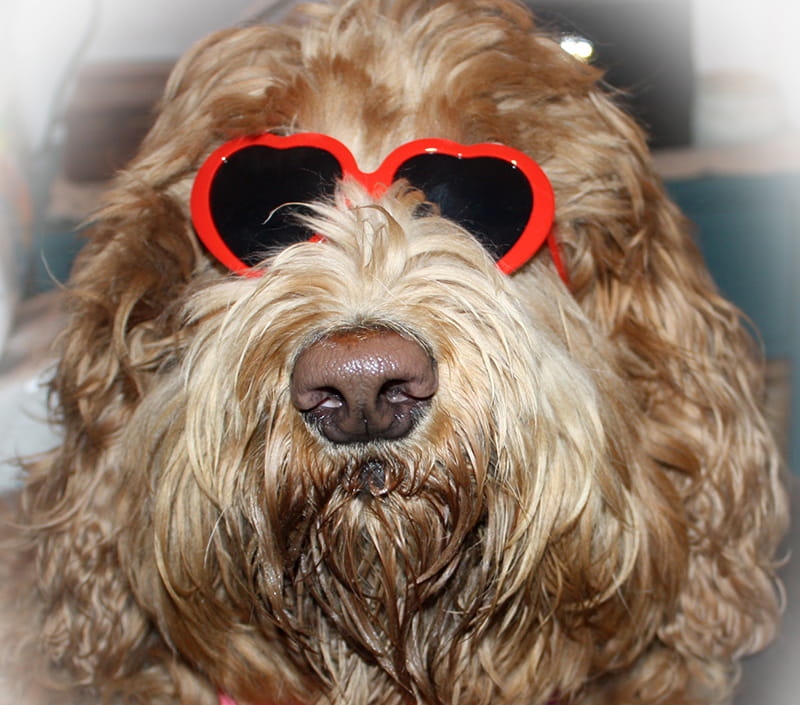 Charley Bednarsh's dog, Atticus, howled to alert Charley to a heart attack. (Photo courtesy of Charley Bednarsh)