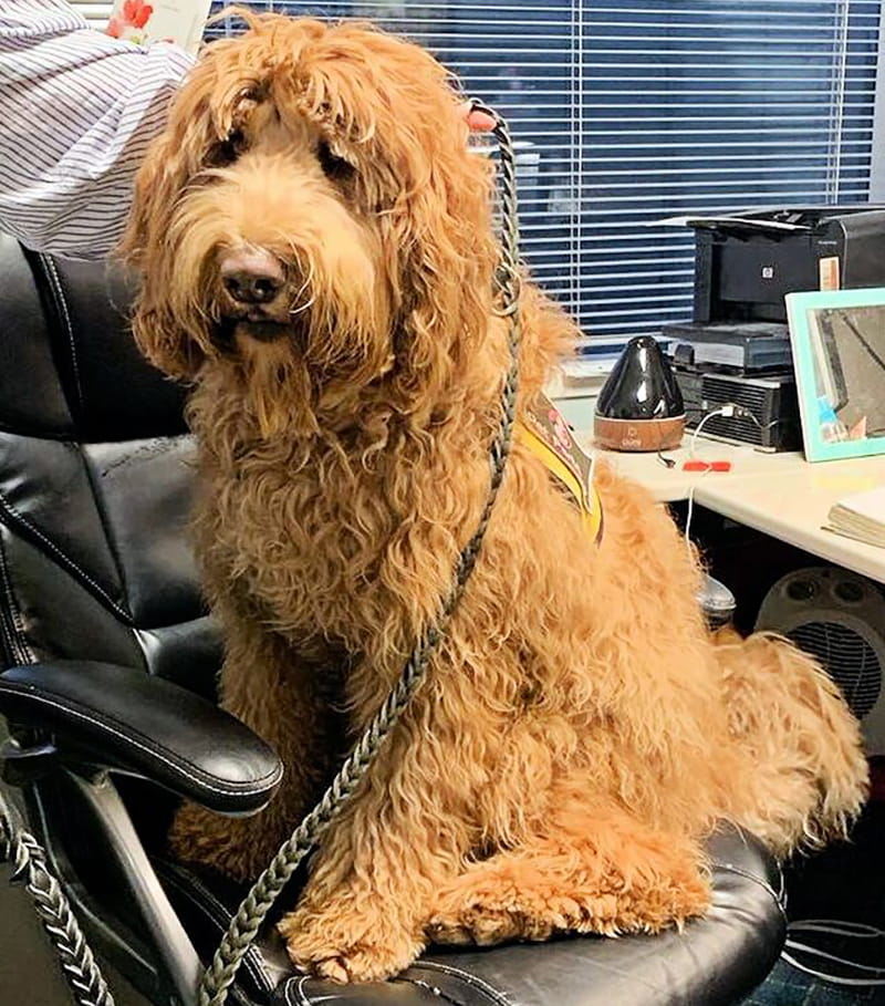 Atticus poses at the New York City Family Justice Center in Brooklyn. (Photo courtesy of Charley Bednarsh)