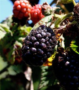 A close-up of ripe and unripe blackberries on a vine A close-up of ripe and unripe blackberries on a vine