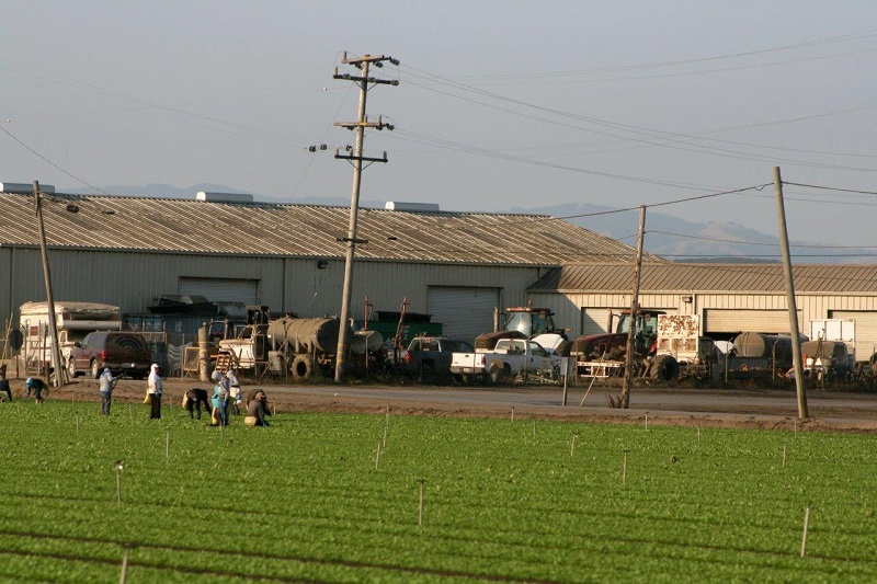 Farm workers in a field in Salinas, California