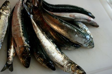 Fresh fish on a white surface